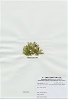 藏品(海木耳)的圖片